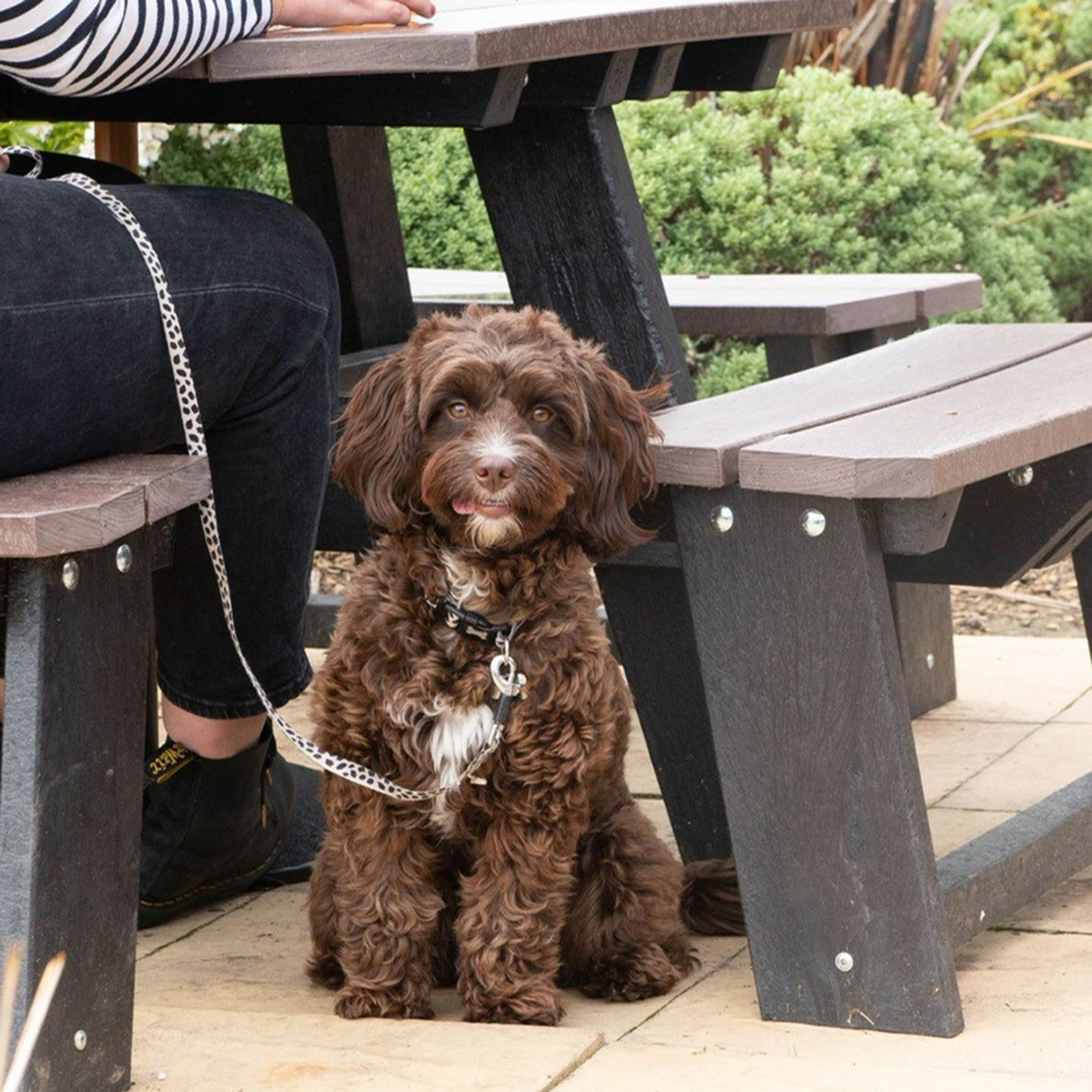 Your local dog friendly pub in Winscombe